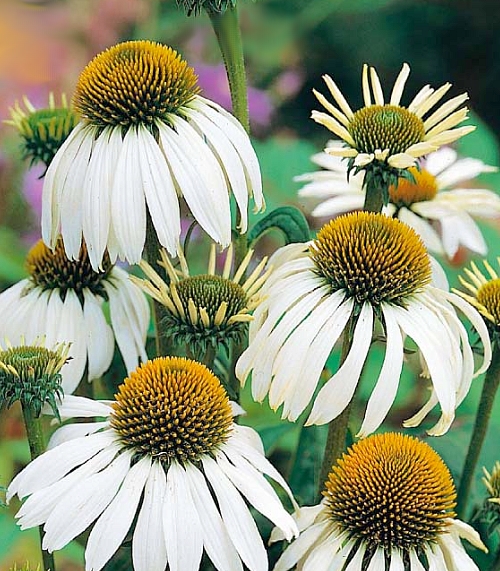ECHINACEA WHITE SWAN 25 kusov